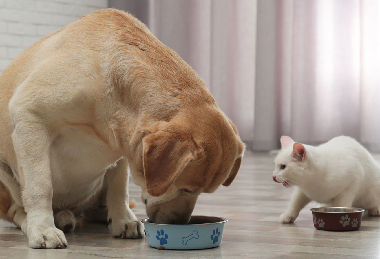 dog and cat with food bowls in front of them
